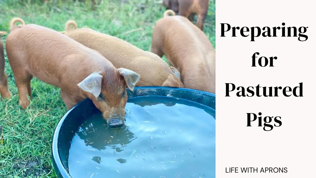 Preparing for Pastured Pigs