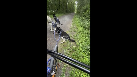 ThreeHuskateers Bicycle Sled 5
