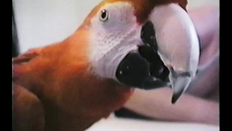 This Bird has Attitude!