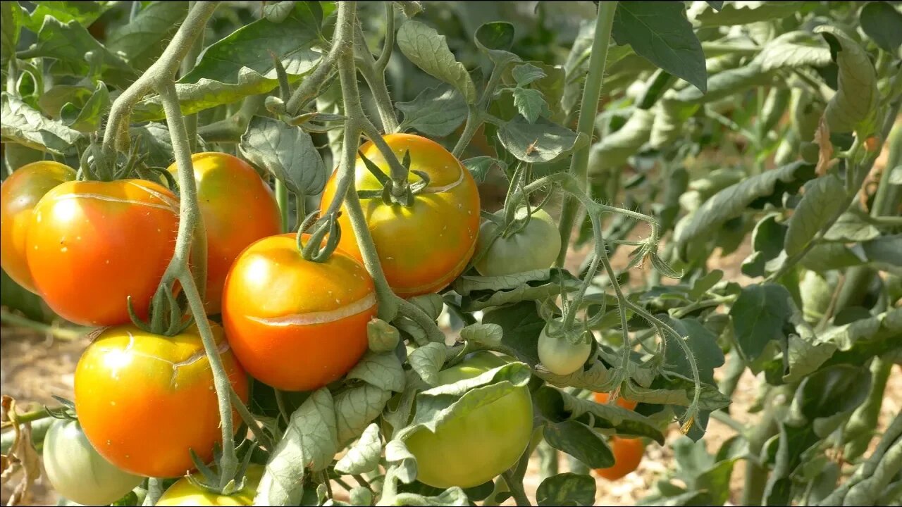 Food In A Desert Challenge | 100°F & No Water For 3 Months