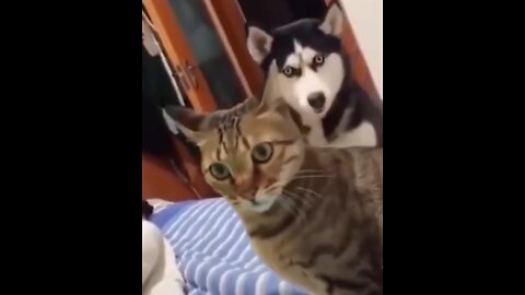 😂😆Cats and dogs fighting very funny😂😂😅