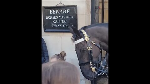 friendly horse #horseguardsparade