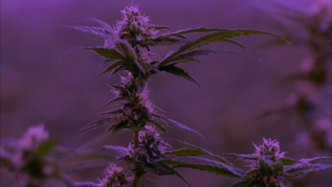 My Journey Through Life With Cannabis: How Did I Get Here? Pt5