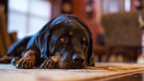 Dog owners reveal weirdest things their dogs have eaten