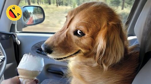 Funny Animals 2024 😂 | Cute Cat And Dog Funny Videos 😸 Part 43