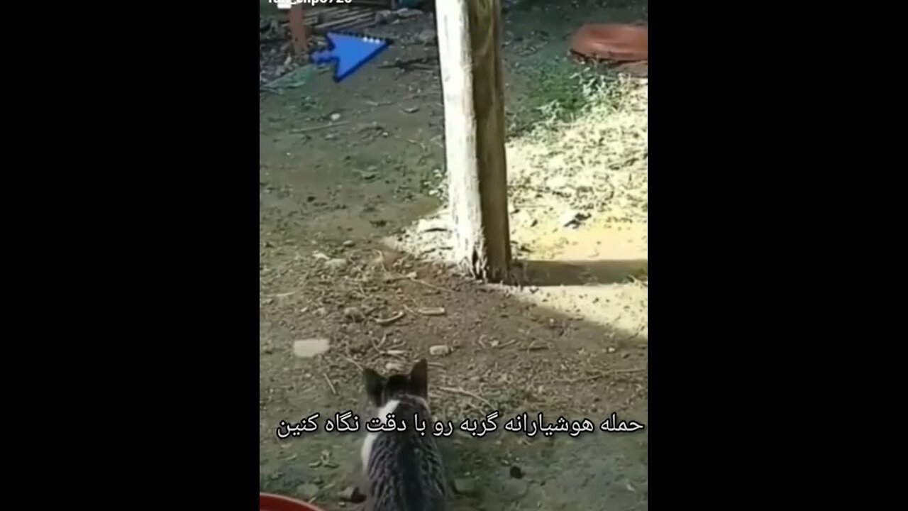 مستندی خارق العاده funny animal