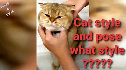 What cat style and pose????watch♥️♥️♥️