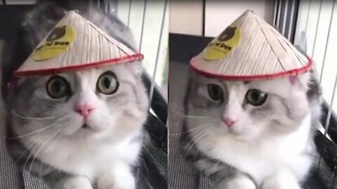 Baby cats Funny cute cat video