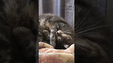 Cute cat