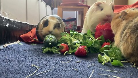 Just Guinea pigs eating