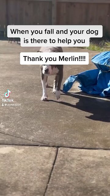 My dog is always there for me