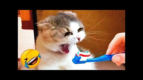 World Best Funniest🤣Cat vs animal vs Kid 🤼‍♂️ Entertainment Don't Try Laughing 🤣 2024 clips 🫡