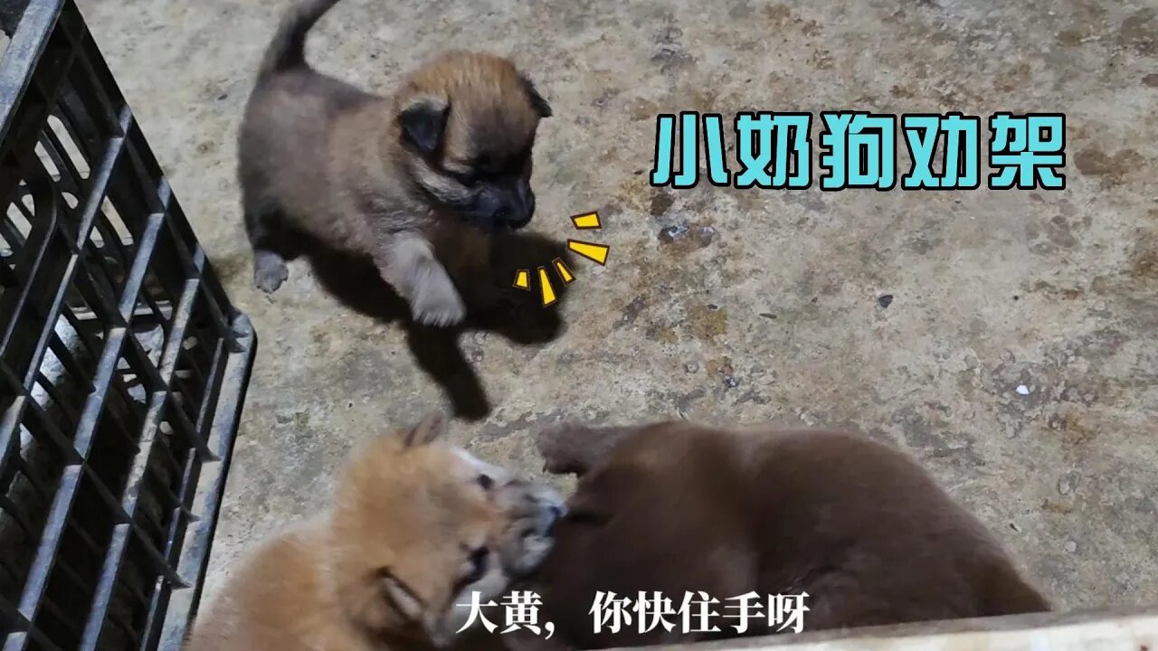 小奶狗劝架把自己给气到了,这两头“犟驴”吃饱了又开始打起来了#小奶狗成长记 #萌宠 #狗狗日常