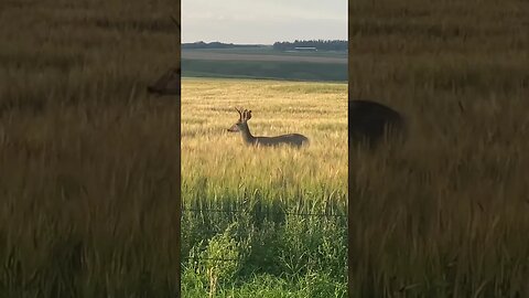 Young Mule Buck And Doe