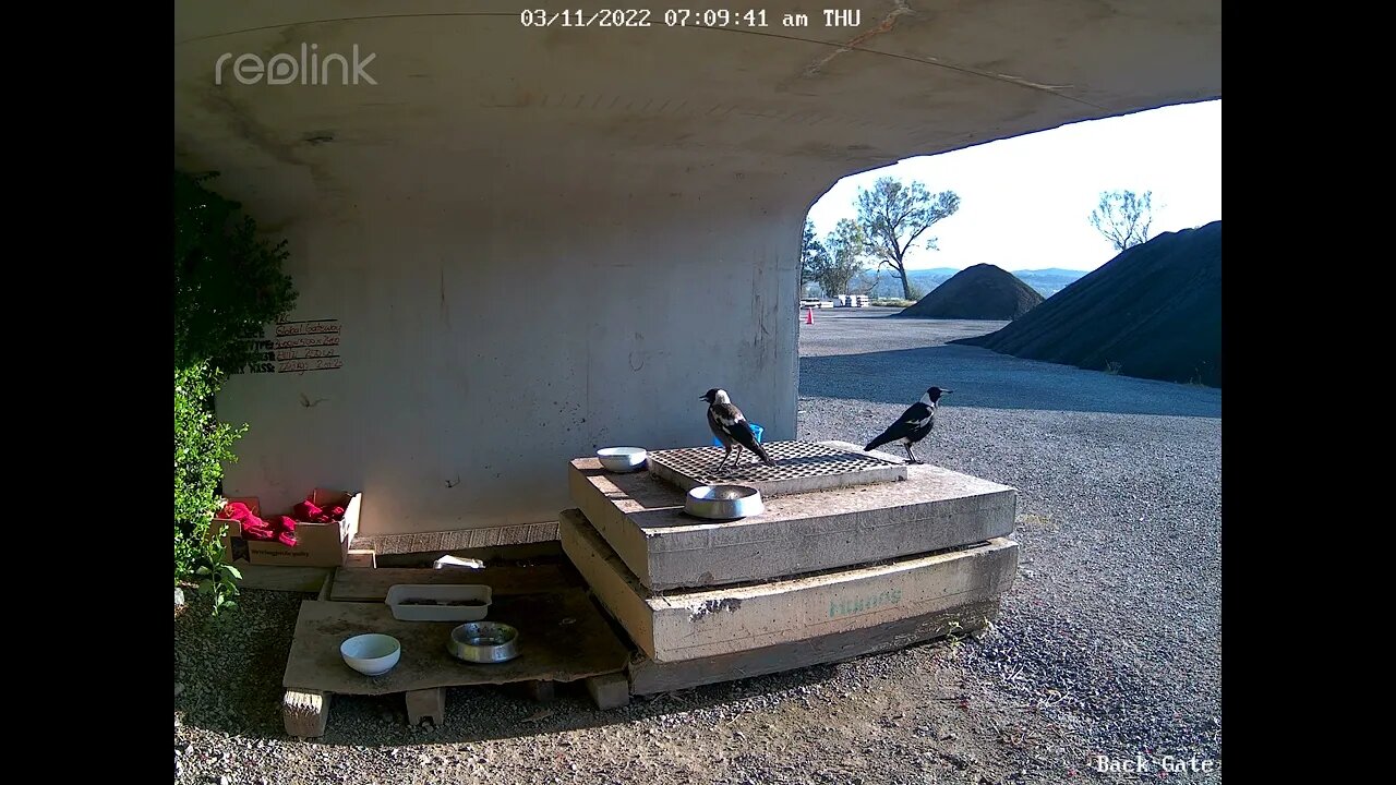 Magpie 03:11:07 07am