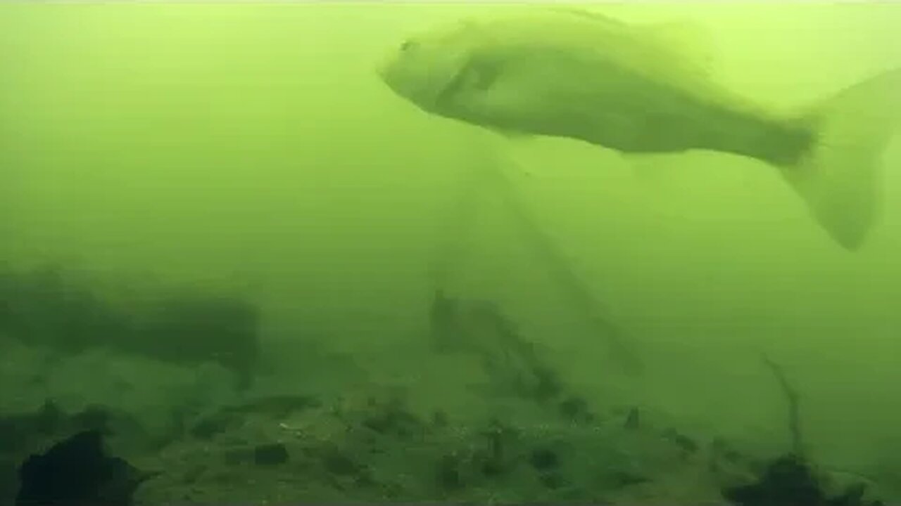 Trying to Fish this Overgrown Pond: North Georgia