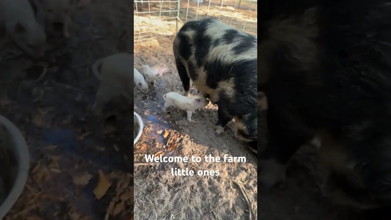 So excited our sows gave us 12 beautiful #kunekune piglets #farming #ranching #homestead #piggy