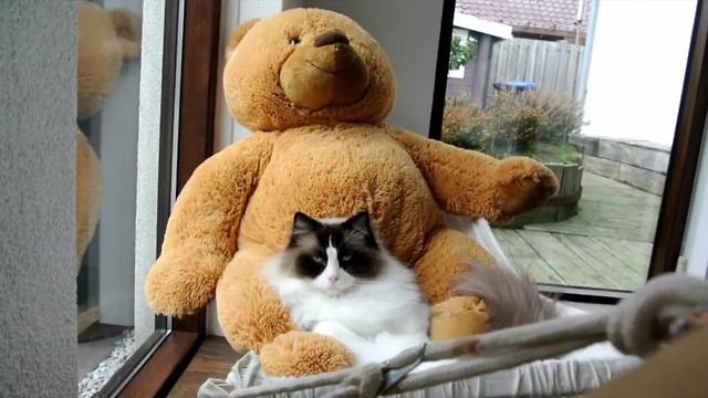 This compilation of cats & kittens will leave you wanting more!