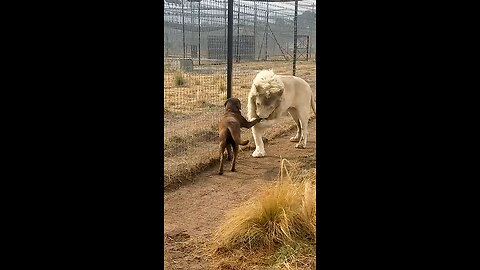 dog and lion friendship