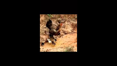 eagle vs chicken tiger