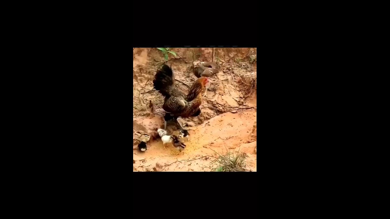 eagle vs chicken tiger