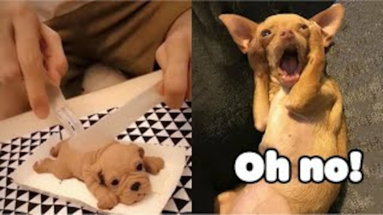 dogs' reaction on cutting a cake| funny pets compilation #01