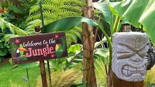 Mulher transforma quintal em jardim tropical incrível!