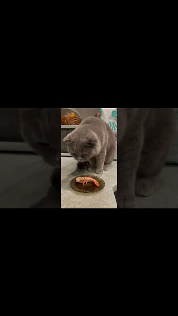 Funny Cats and Kittens Meowing Compilation&Baby Cats -Cute and Funny Cat Videos #short(1)