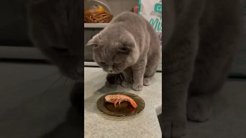 Funny Cats and Kittens Meowing Compilation&Baby Cats -Cute and Funny Cat Videos #short(1)