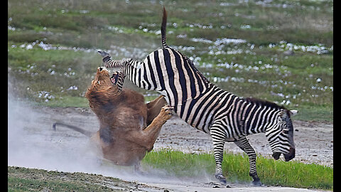 Zebra kicks the lion on the face 😅 and saves his life!