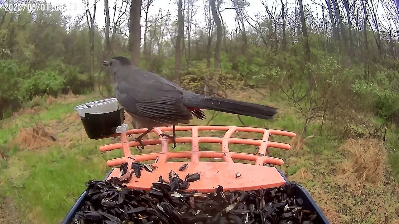 BirdKiss AI Smart Bird Feeder: Gray Catbird eating jelly