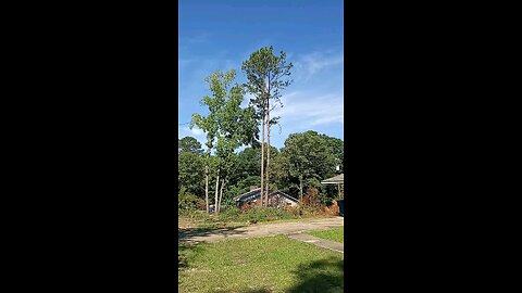 more trees are coming down number two