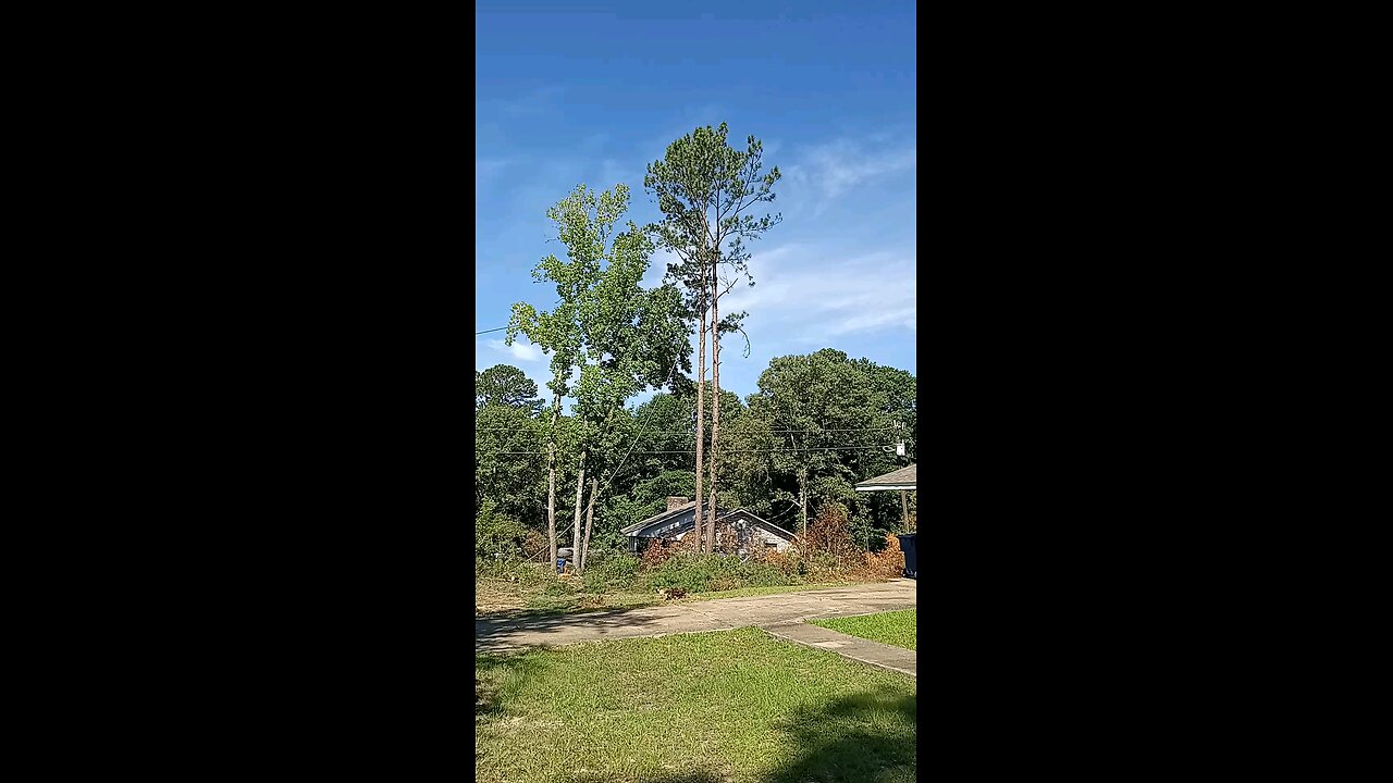 more trees are coming down number two