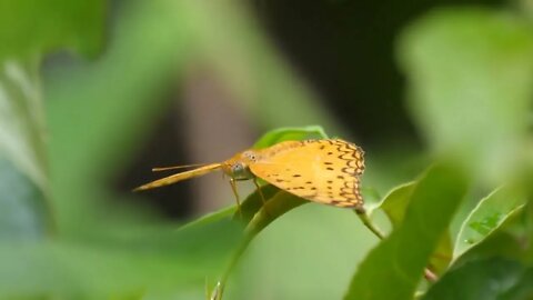 Butterfly on a leaf in the Gambia Africa