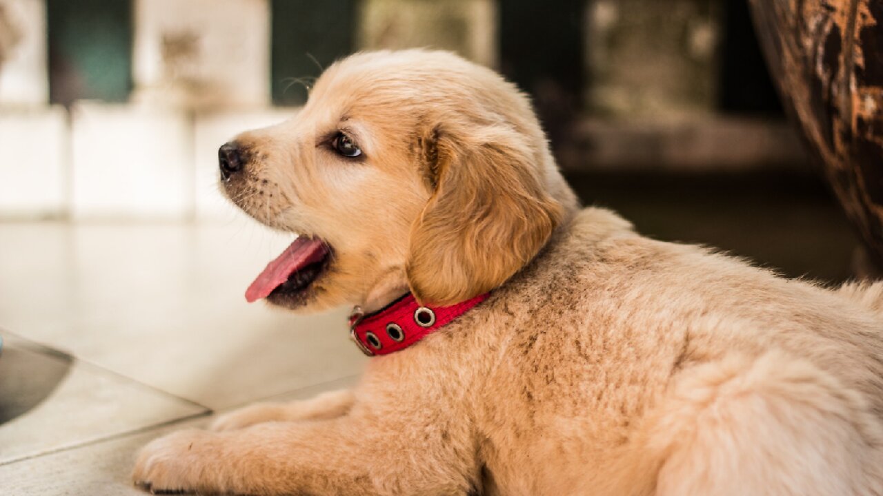 funny dogs cats animals