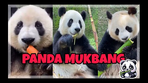 Cute panda mukbang.