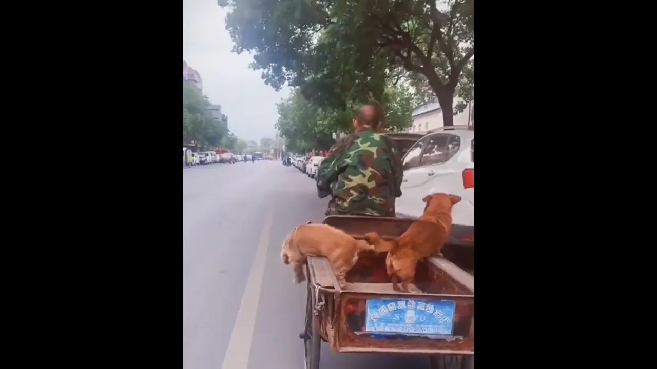 I halp...πΆπΎπ
#shorts #golden #Tiktok #animals #dog #Jayla