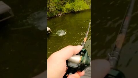 This is why Swimbaits are addictive