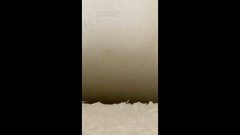 Funny animal video