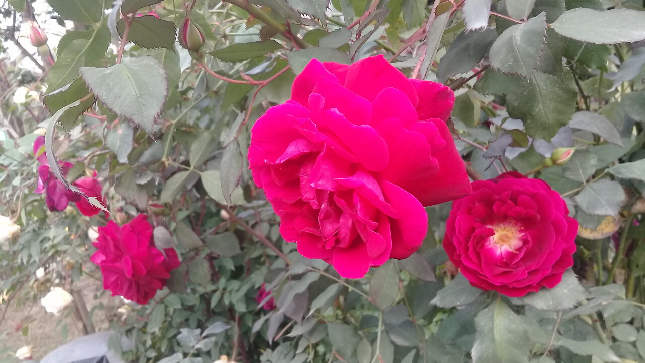Natural Rose Flower Video