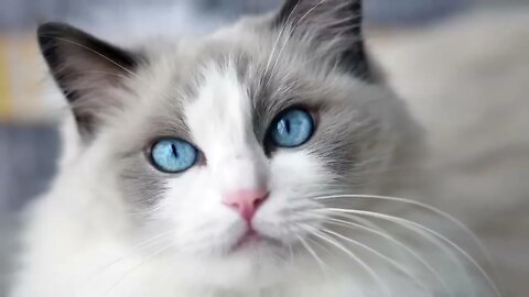 The BIGGEST CAT BREEDS In The World