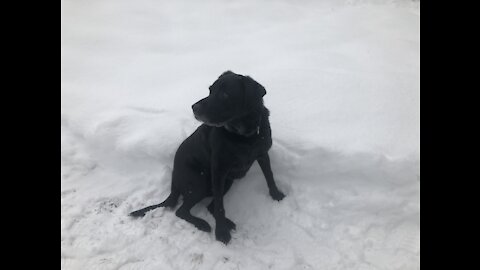 Happy Labrador dog plays in snow
