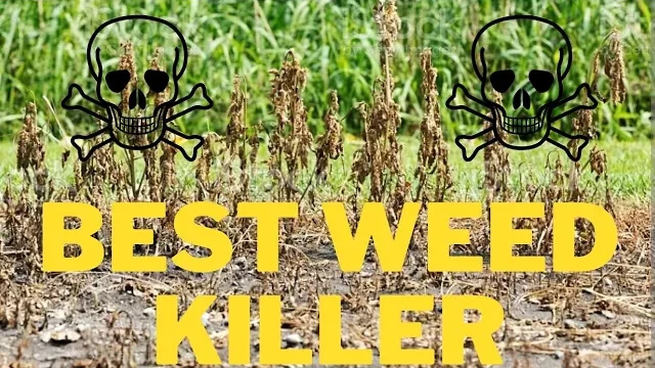 Best Weed Killer & Tips - With Daily Updates