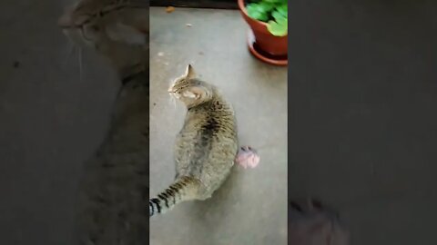 "HEY Pussy!" 'Whact knew?'