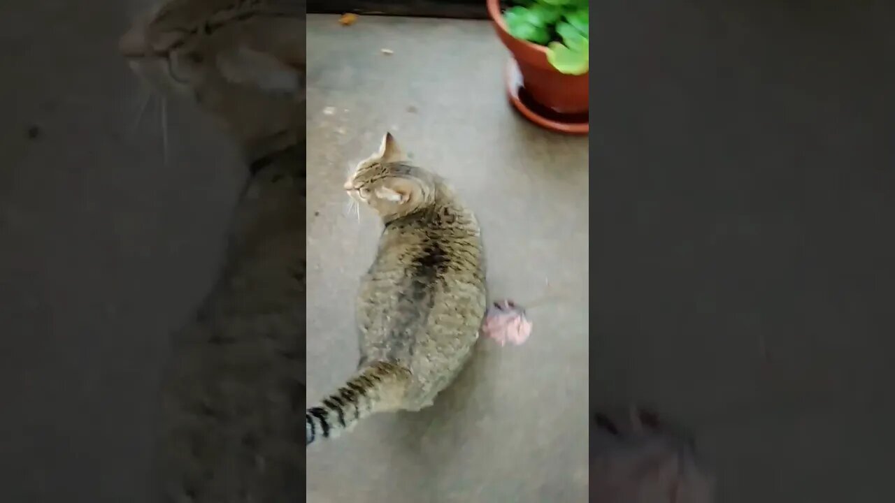 "HEY Pussy!" 'Whact knew?'