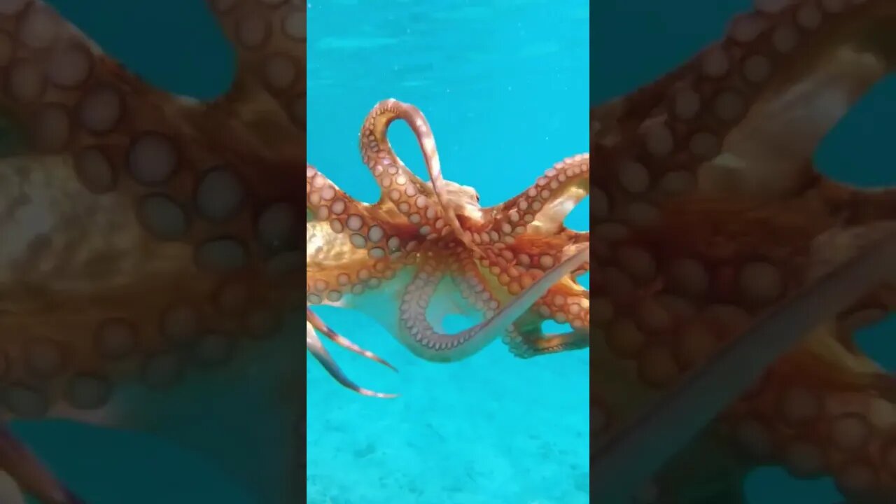 relaxing sea sound ocean sound octopus #seasound #oceansounds #watersound #ocean #calmingsound