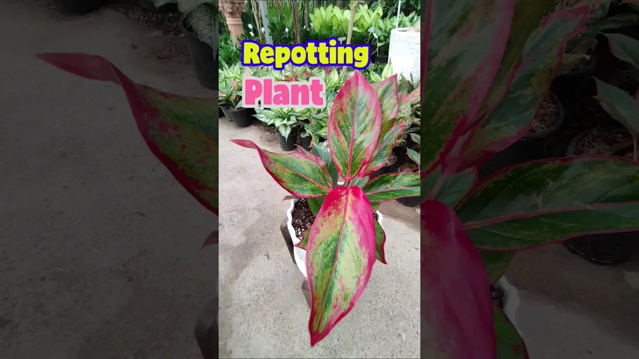 Repot your plant easily and quickly. #shorts #houseplant #aglaonema