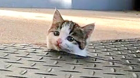Cat popping out of nowhere