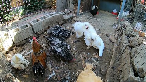 Backyard Chickens Chicken Run Dirt Bath Sounds Noises Hens Clucking Roosters Crowing HD!