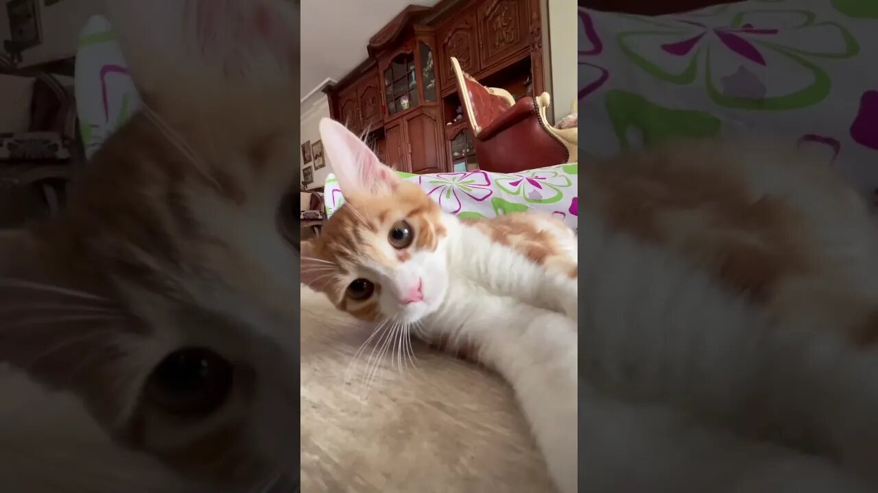 Awwww-some cuteness overload: meet my Irresistibly cute kitten #cutekitty